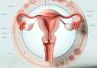 Basic Information about Female Internal Genital Organs